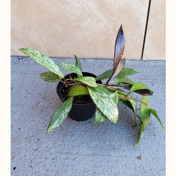 Hoya Publicalyx 3" pot - Picture 3 of 5